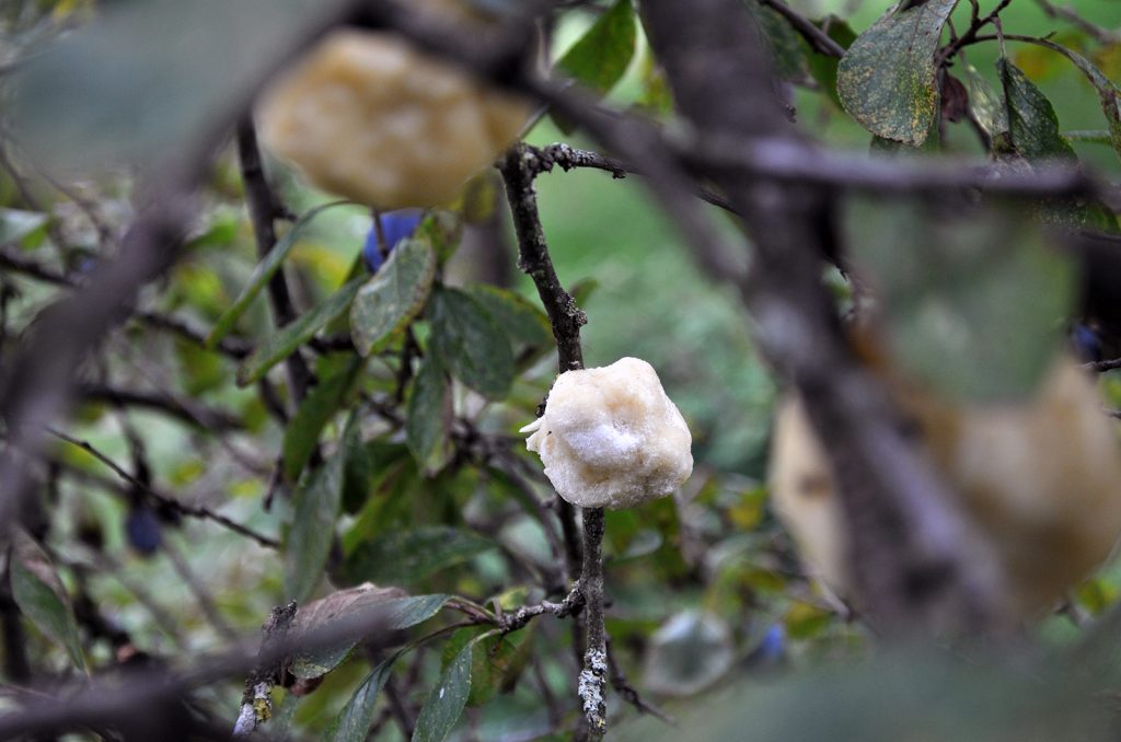 Die saftigen Knödel am Baum